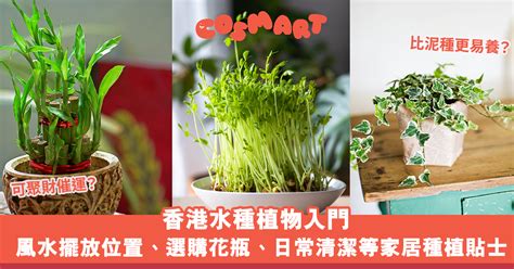 香港水種植物|水種新手入門指南：15 種室內水種植物推薦 